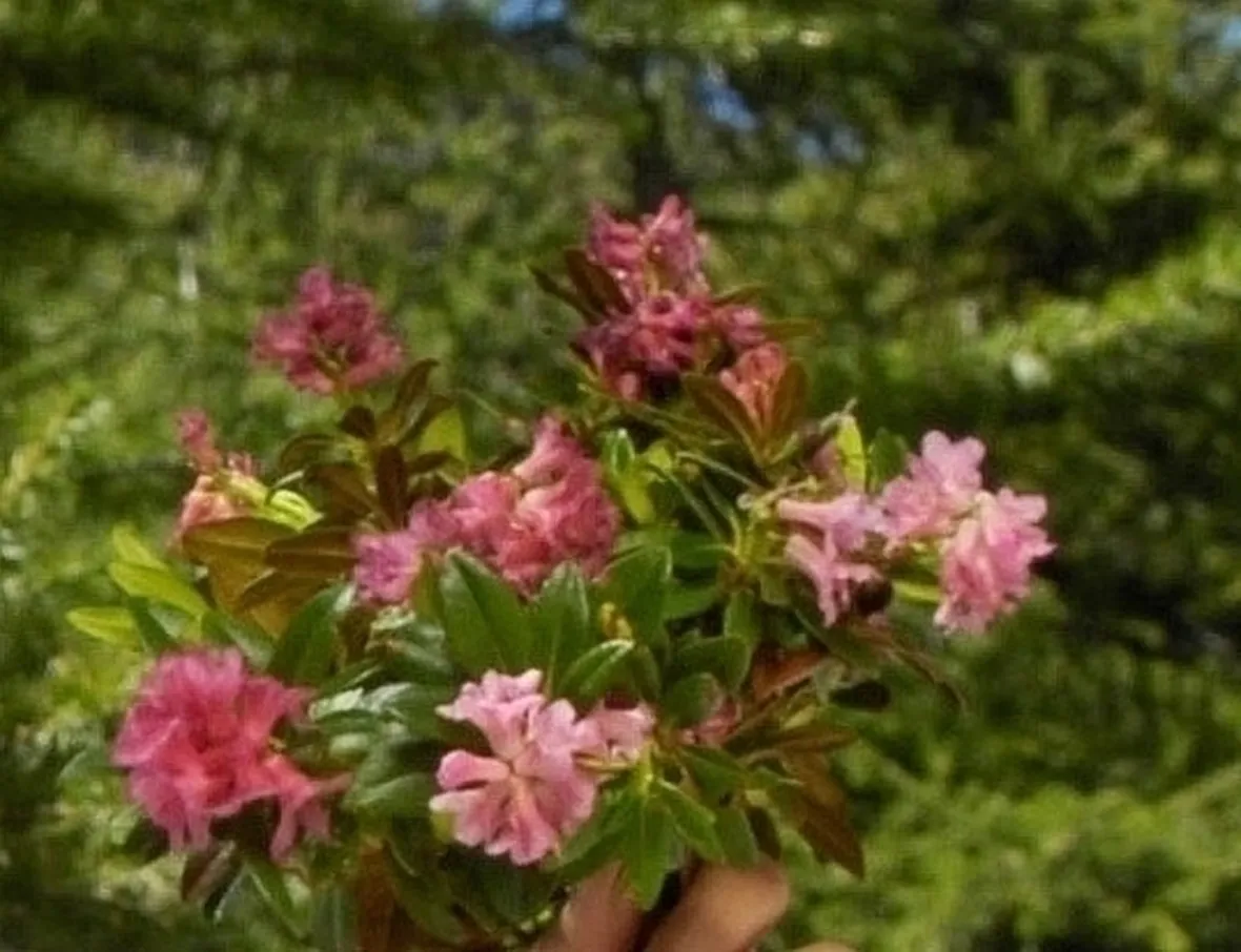 FIORI ROSA: COLTIVAZIONE RODODENDRO