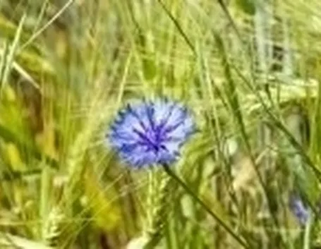 Fitoterapia con il fiordaliso
