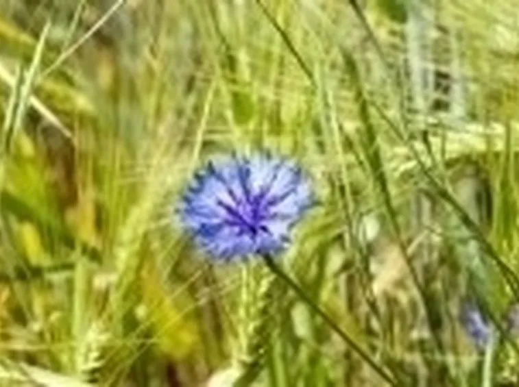 Fitoterapia con il fiordaliso