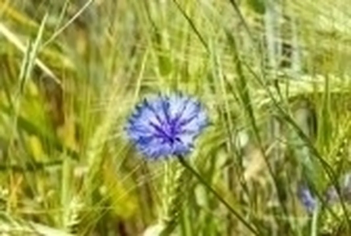 Fitoterapia con il fiordaliso