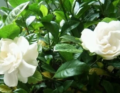 Gardenia-19