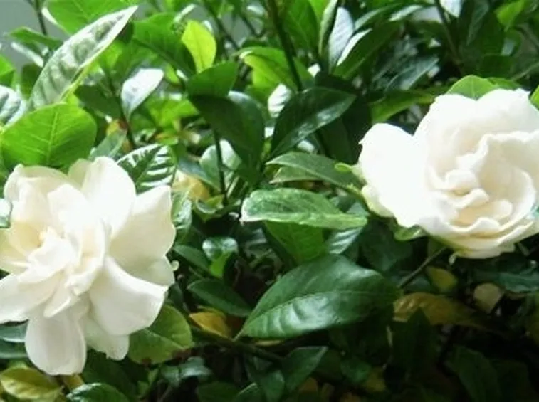 Gardenia-19