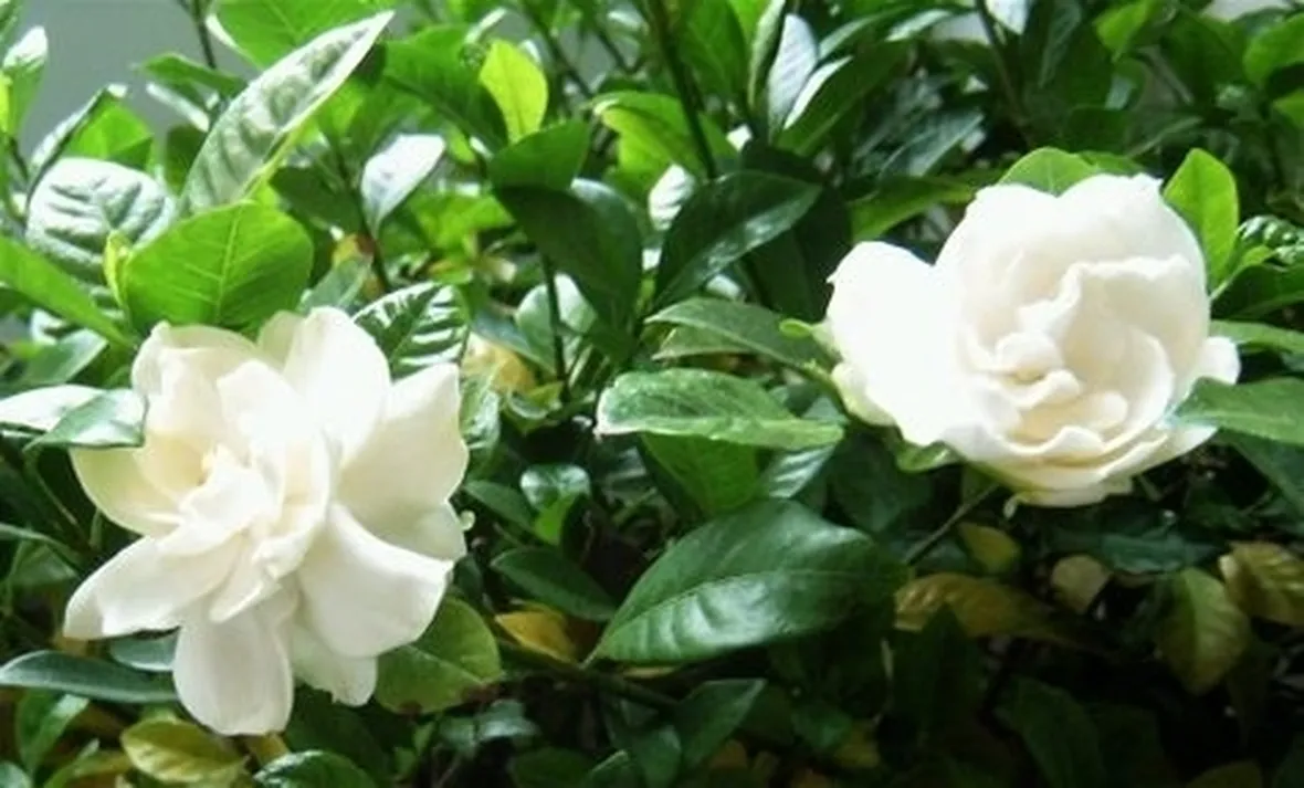 Gardenia-19