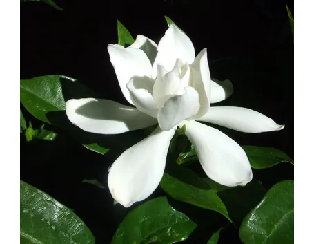 Gardenia-20