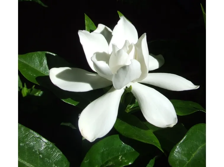 Gardenia-20