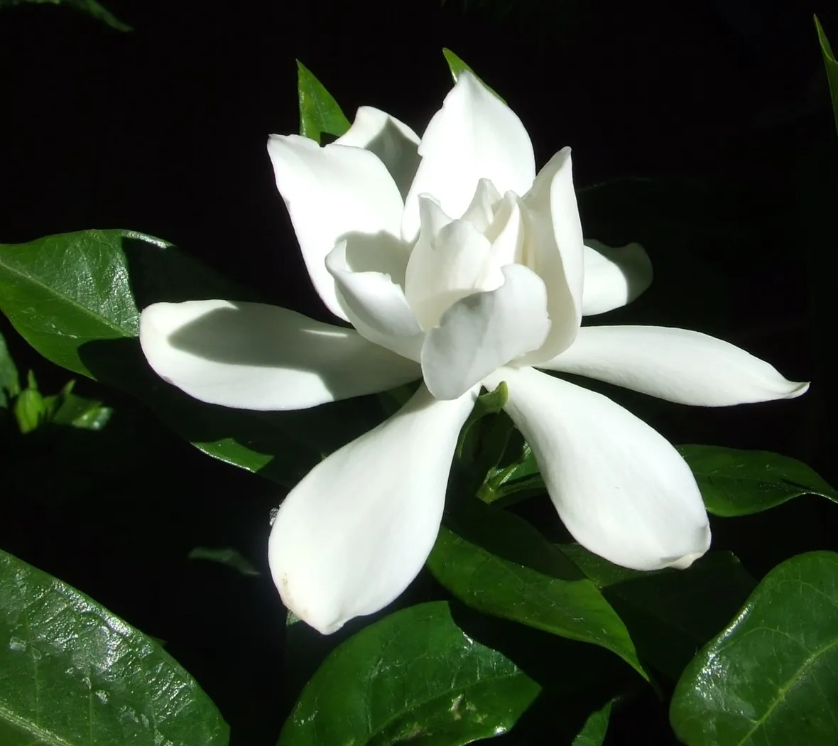 Gardenia-20