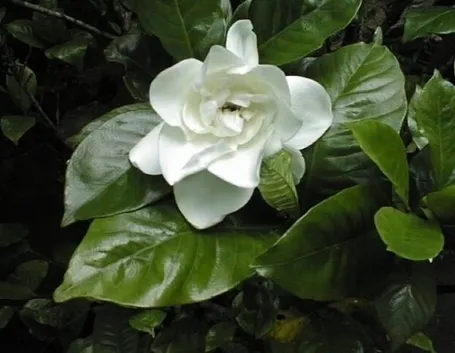 Gardenia-21