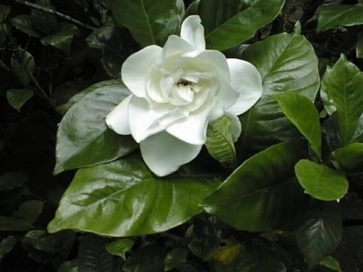 Gardenia-21