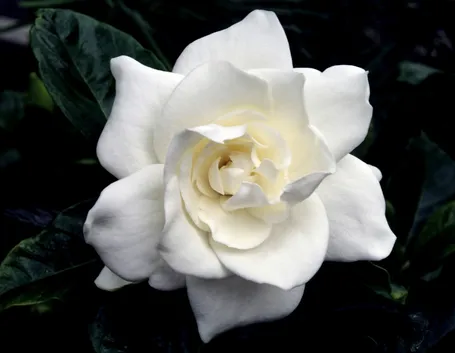 Gardenia-22