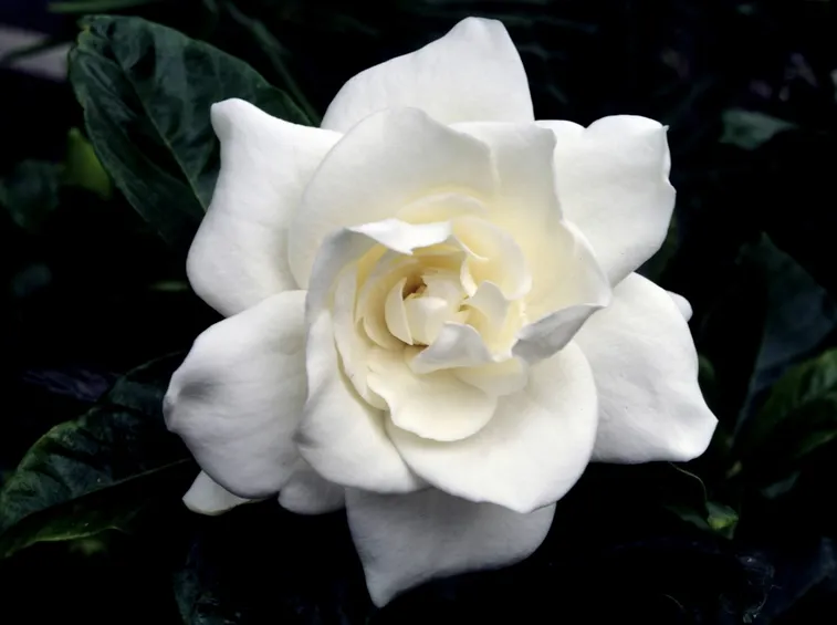 Gardenia-22