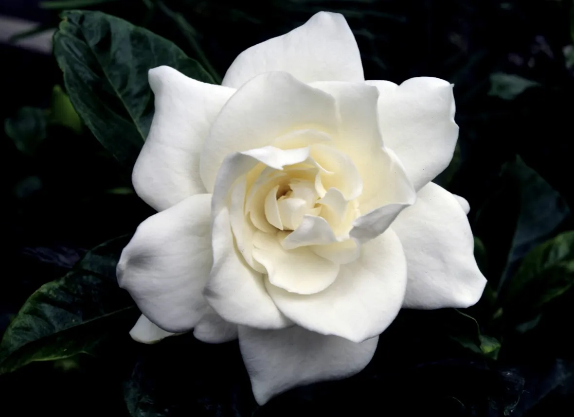 Gardenia-22