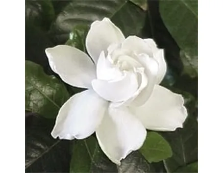 Gardenia-24