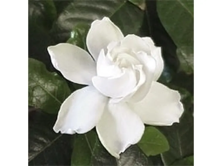 Gardenia-24