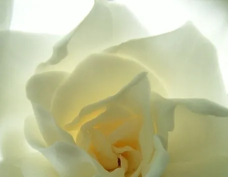 Gardenia-25