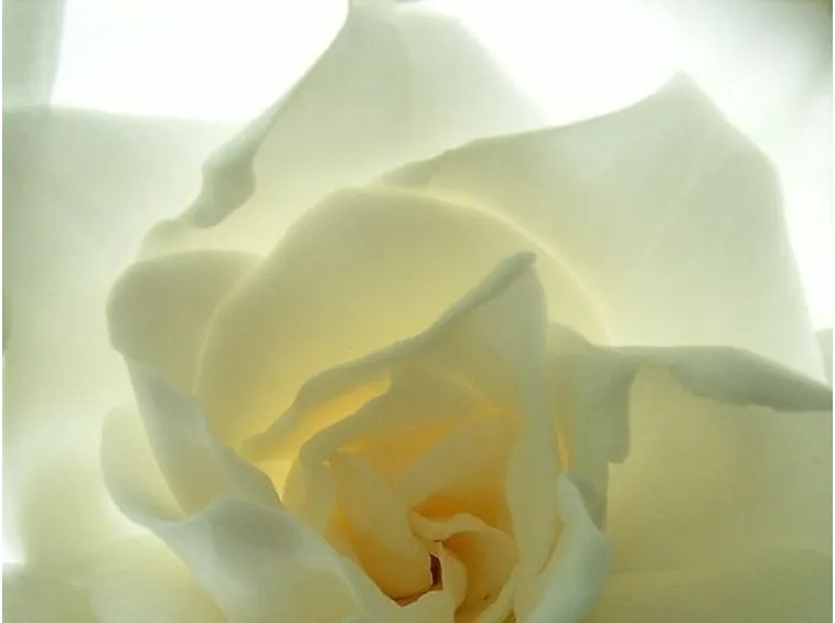 Gardenia-25