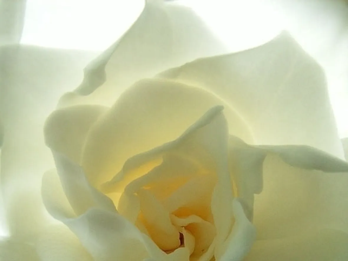 Gardenia-25