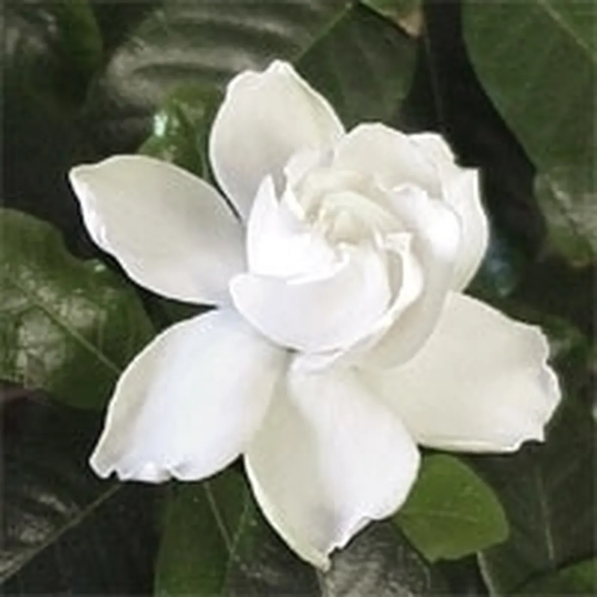 Gardenia-26
