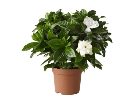Gardenia-28
