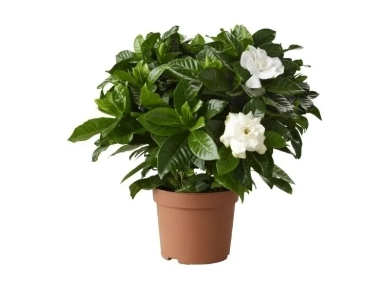 Gardenia-28