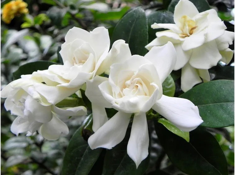 Riprodurre la gardenia
