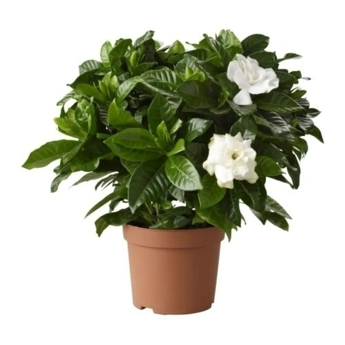 Gardenia-28