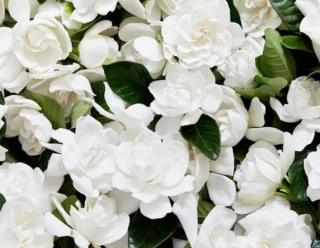 Gardenia-29