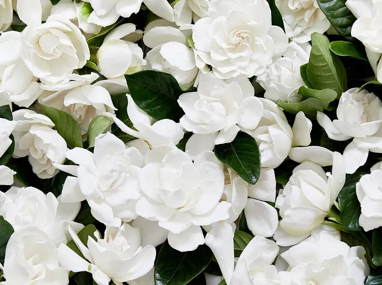 Gardenia-29