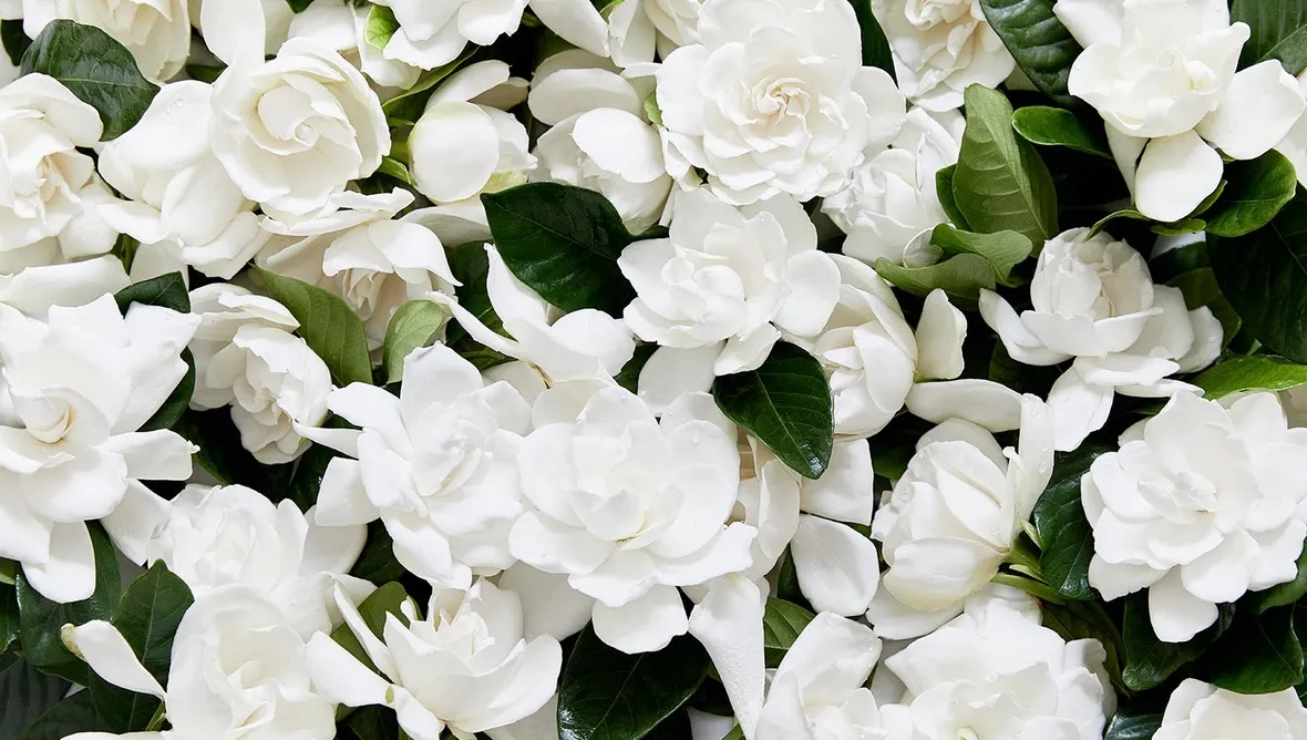 Gardenia-29