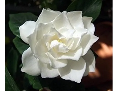 Gardenia con foglie gialle...quali cause