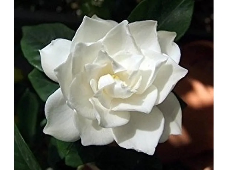 Gardenia con foglie gialle...quali cause