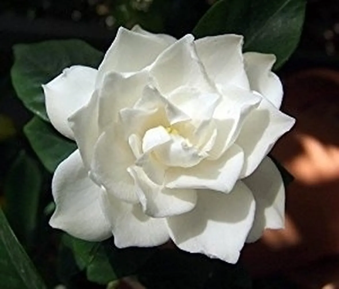 Gardenia con foglie gialle...quali cause