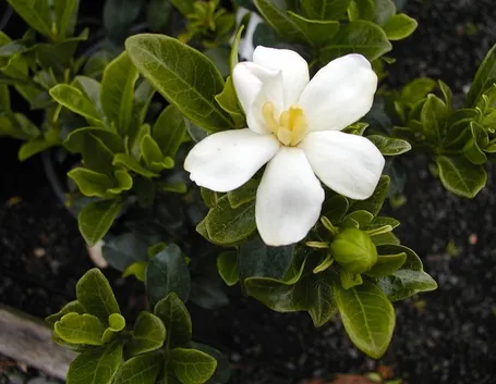 Gardenia tahitensis