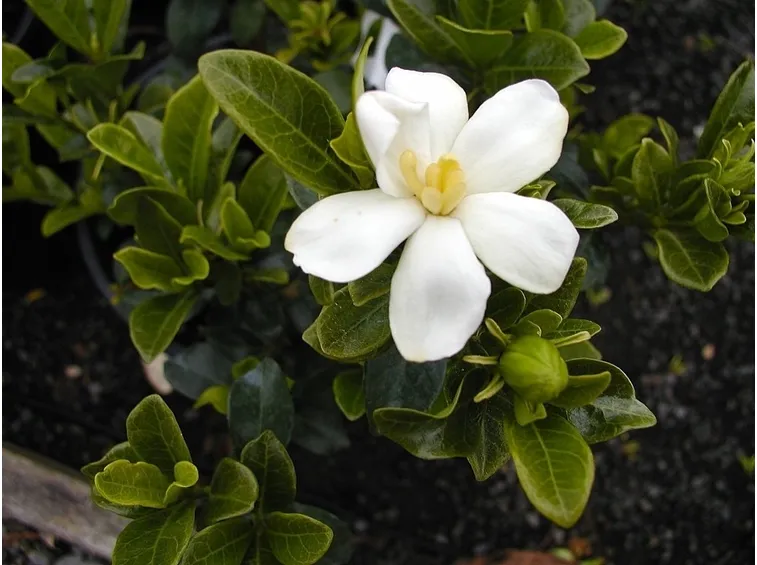 Gardenia tahitensis