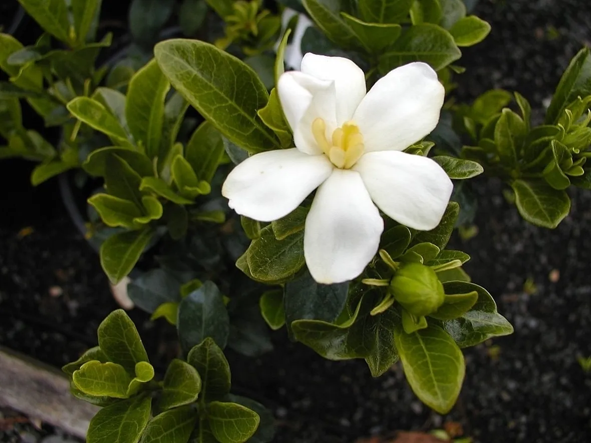 Gardenia tahitensis