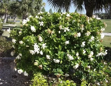 Gardenia