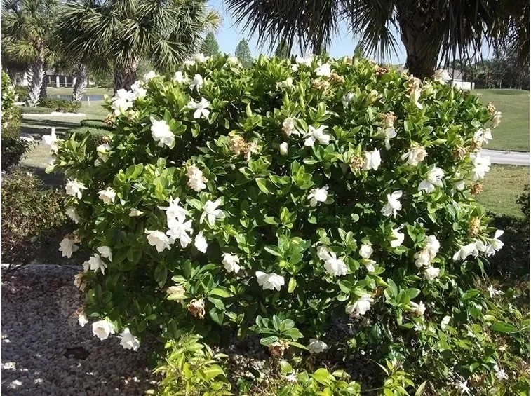 Gardenia