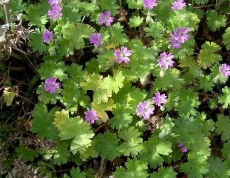 Gerani a foglia colorata