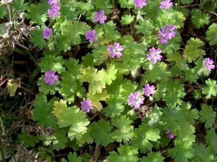 Gerani a foglia colorata