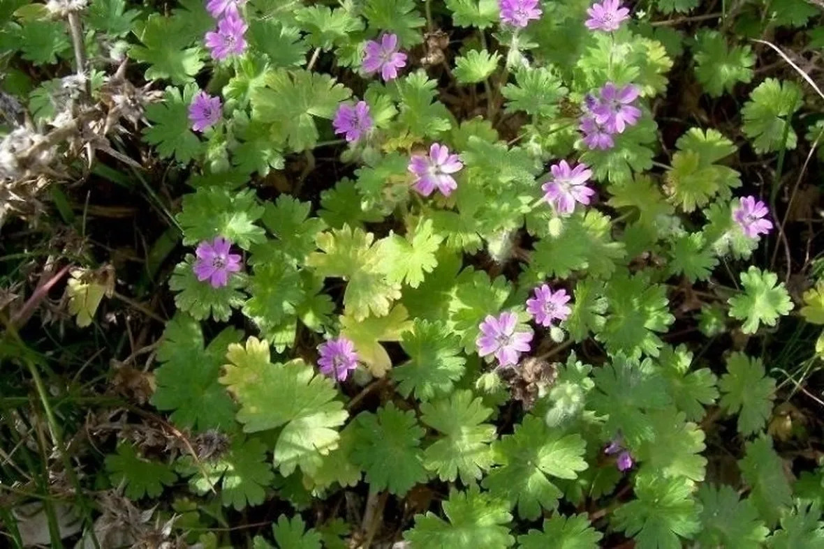 Gerani a foglia colorata