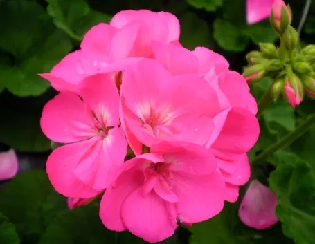 Gerani botanici
