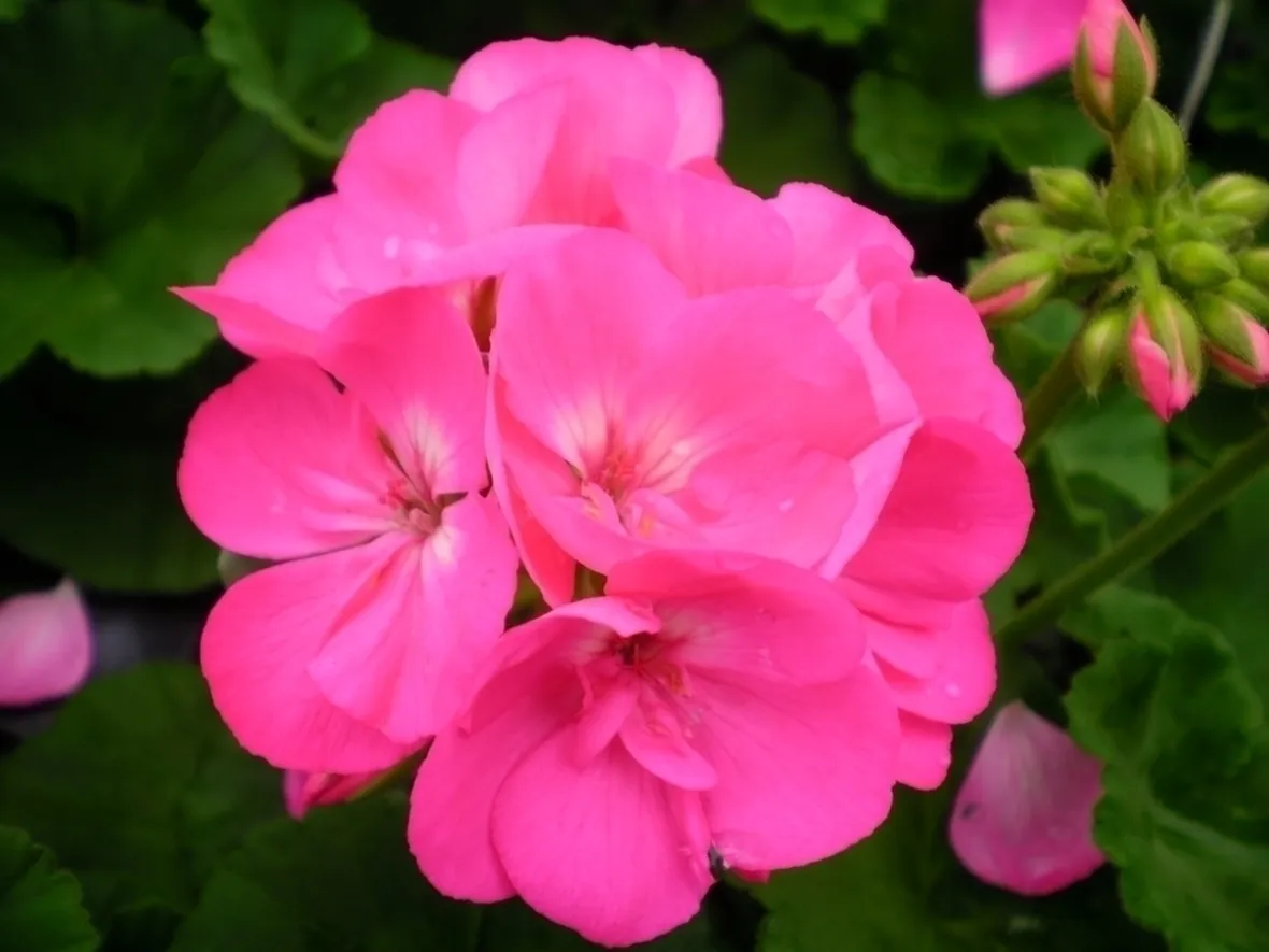 Gerani botanici
