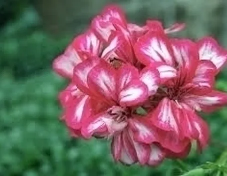 Gerani