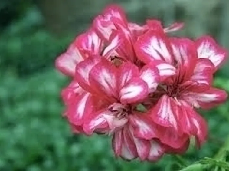 Gerani