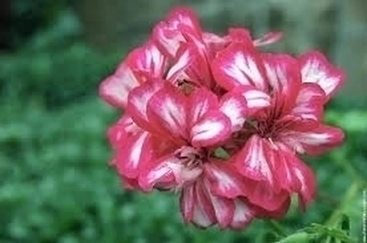 Gerani
