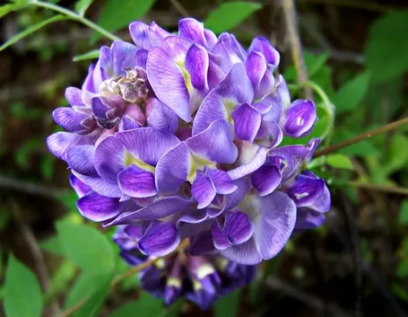 glicine