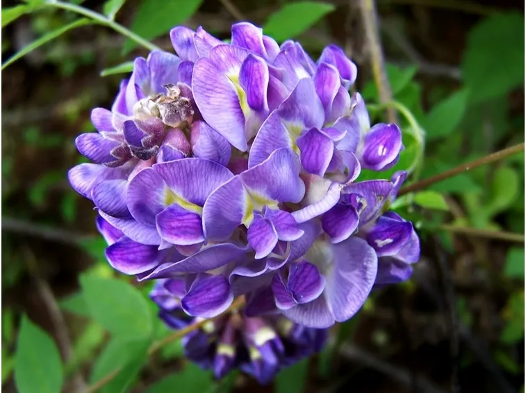 glicine