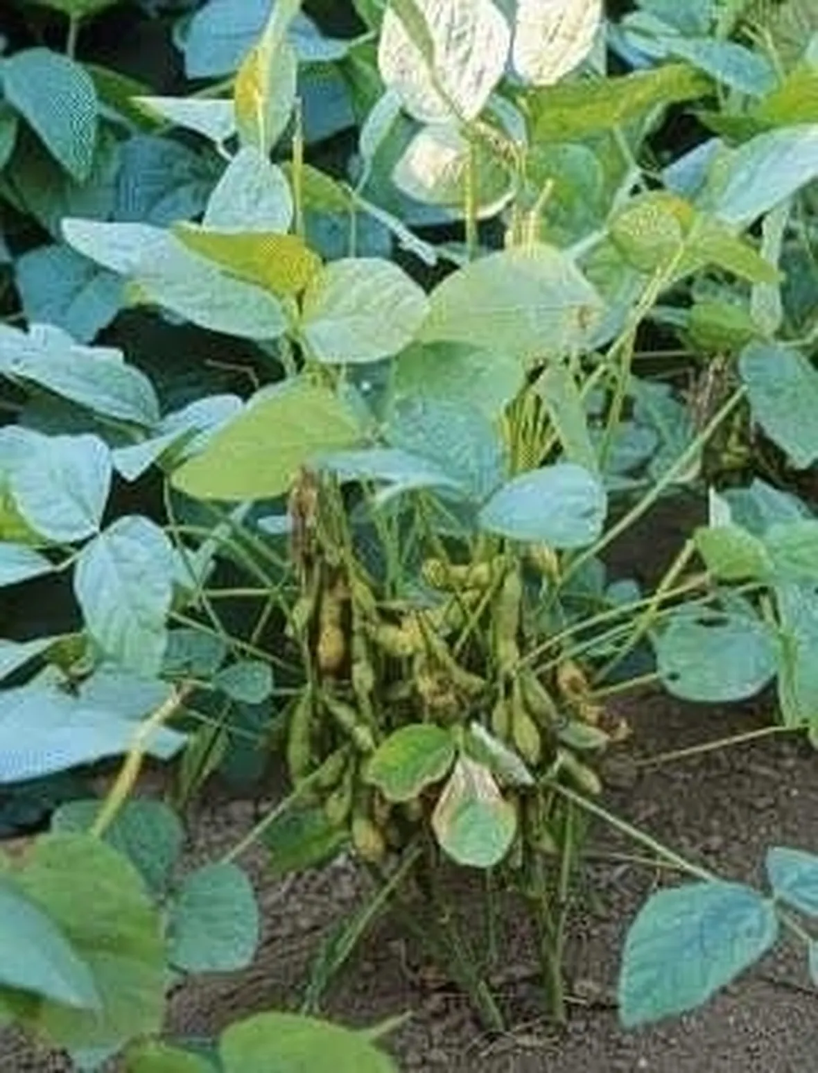 Glicine