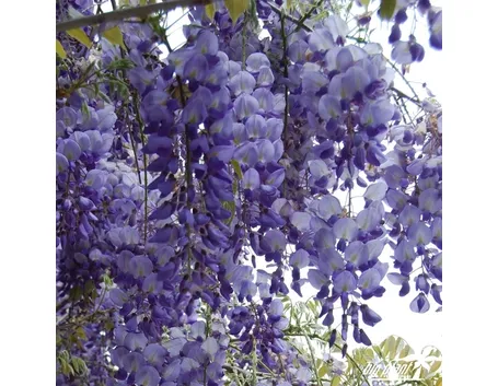 Glicine