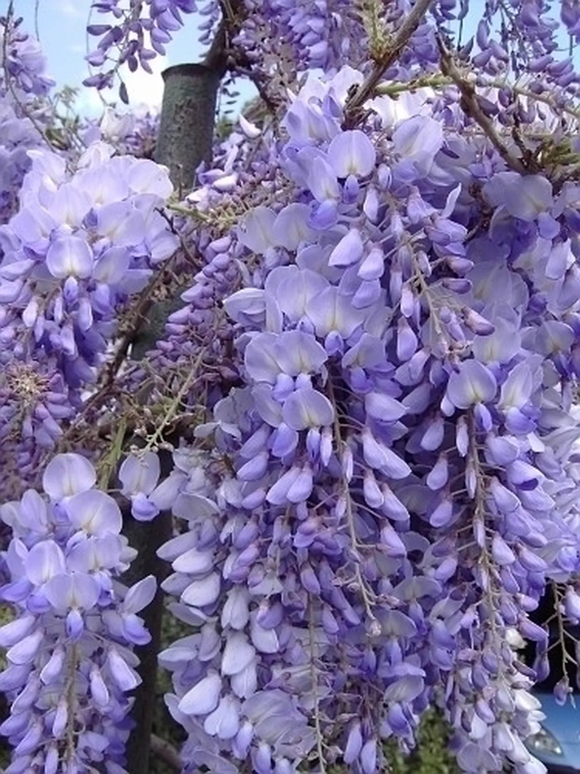 glicine