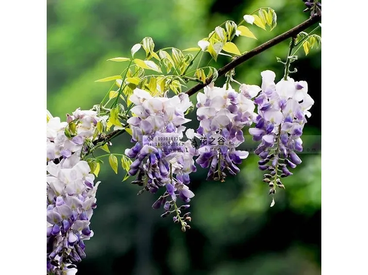 Glicine